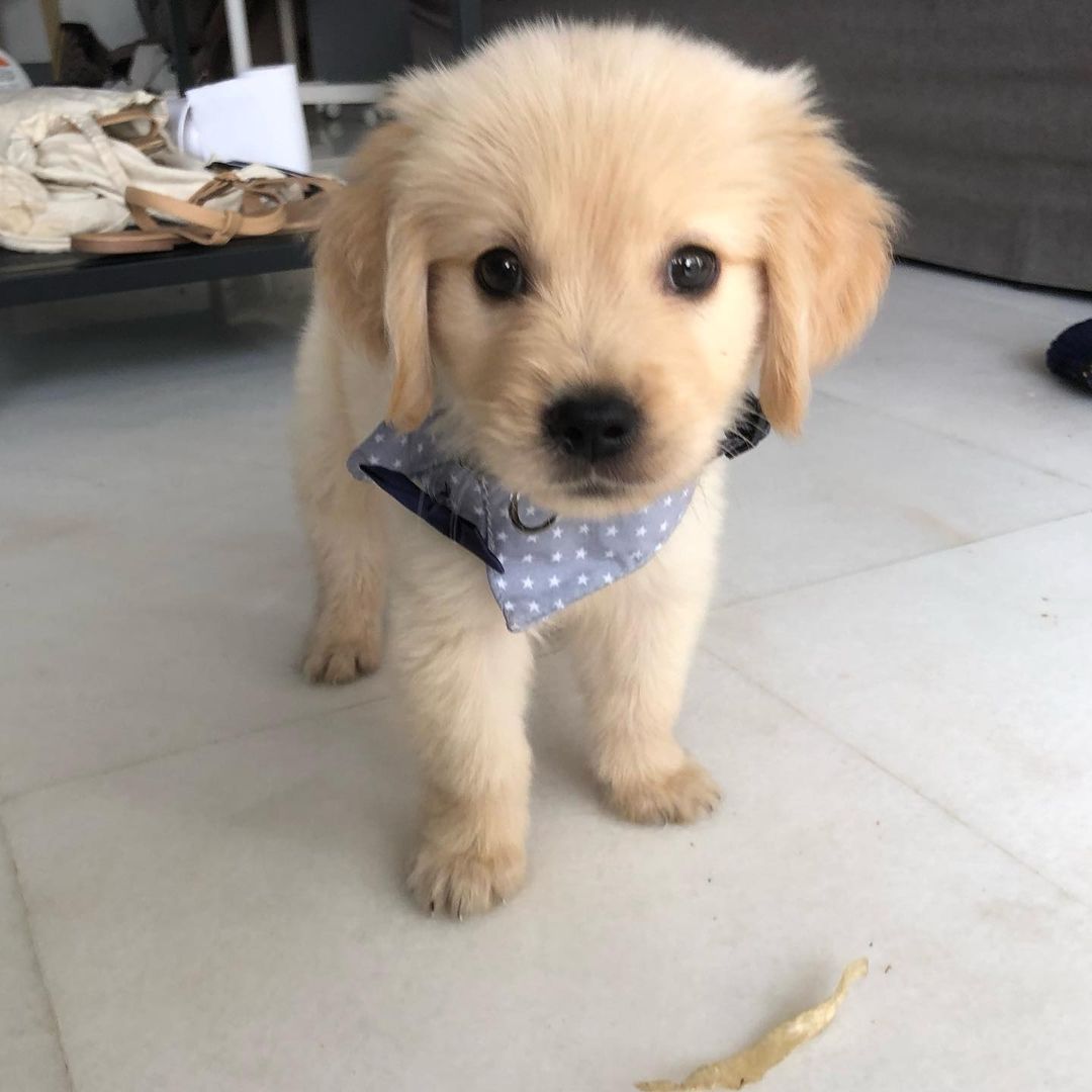 Golden Retriever puppy looking for family